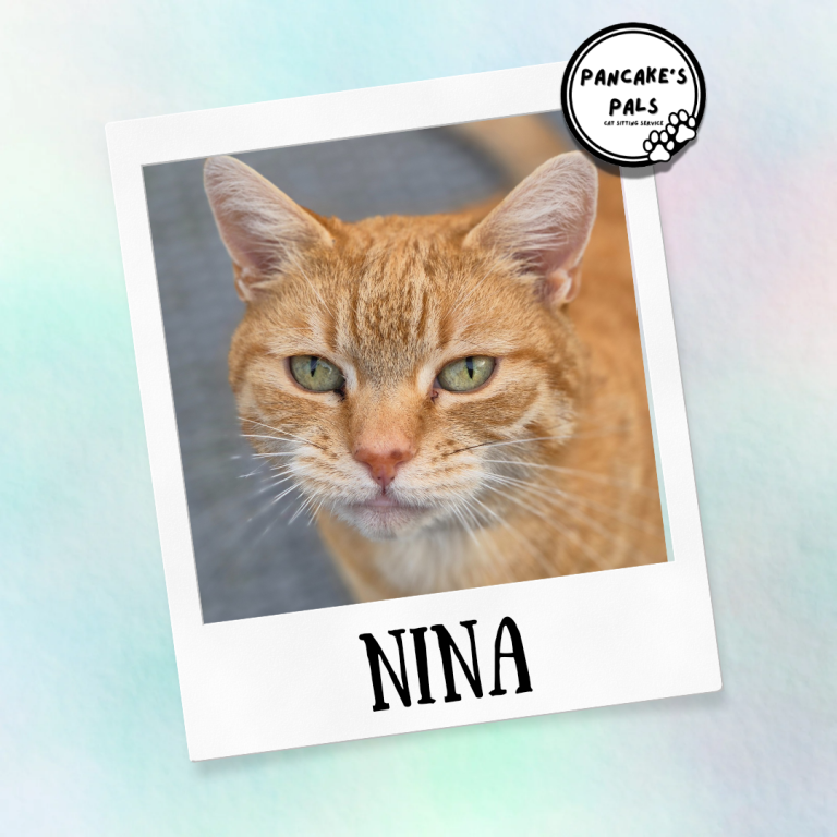 Ginger cat with green eyes, framed by a white border, named Nina.