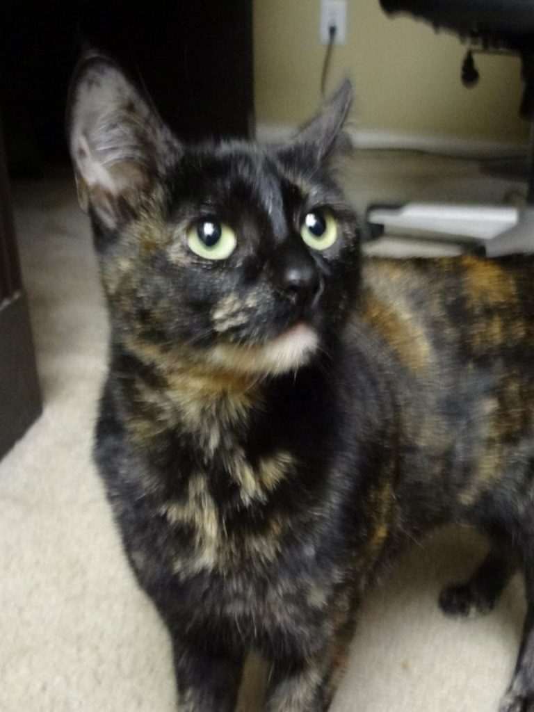 Tortoiseshell cat with green eyes, looking upwards in an indoor setting.