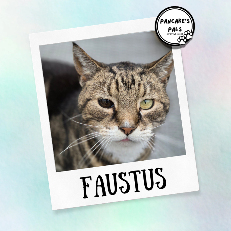 Tabby cat with a distinctive expression, named Faustus, framed in a white polaroid design.