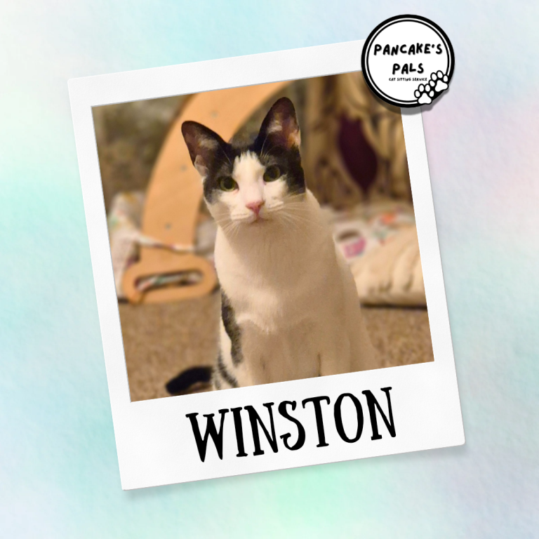 A white and black cat named Winston sitting on a carpet.