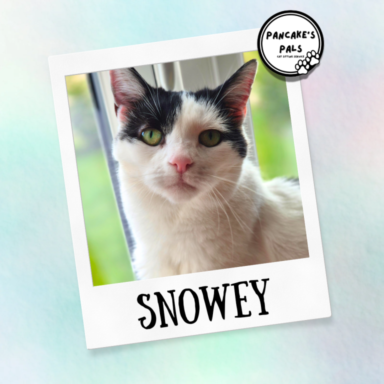 White cat with black markings, called Snowey, gazing calmly at the viewer.