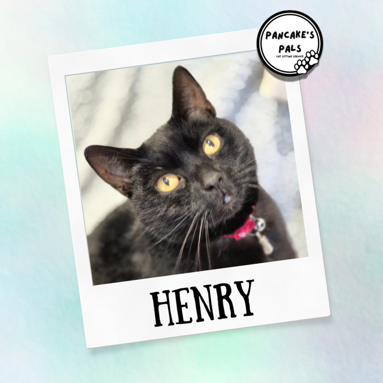 A black cat with yellow eyes and a red collar, named Henry.