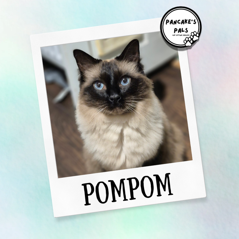 Siamese cat with striking blue eyes, named Pompom, on a light background.