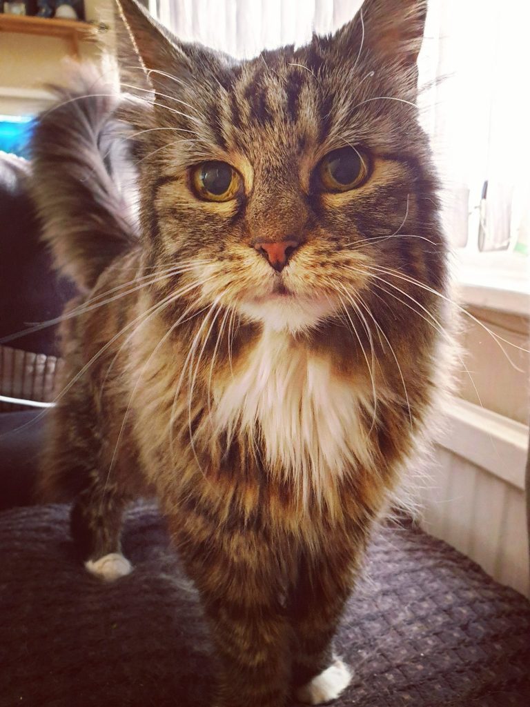 A close-up of a fluffy cat with striking eyes and a prominent white collar of fur.