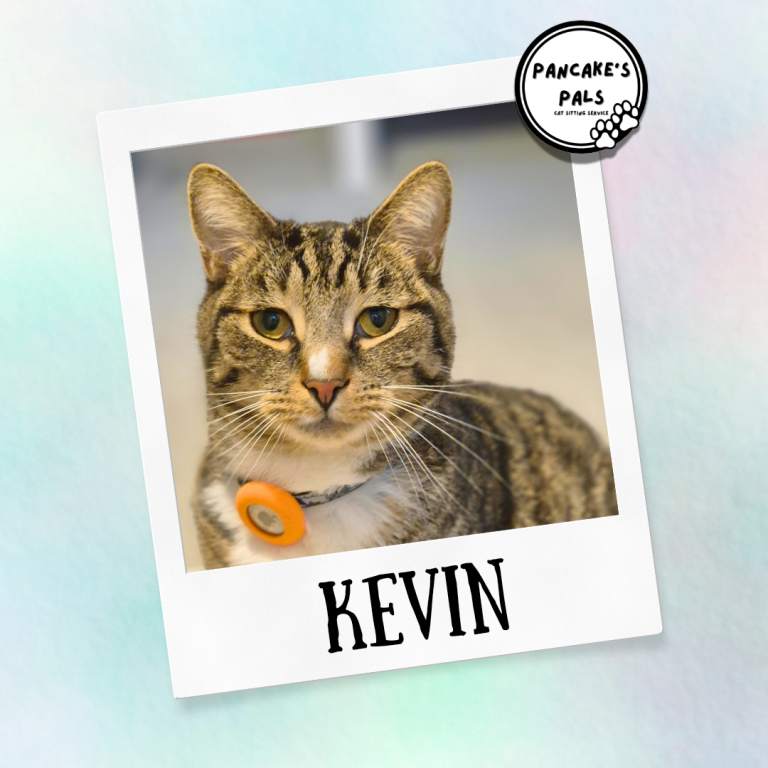 Tabby cat with green eyes, wearing an orange collar tag, named Kevin.