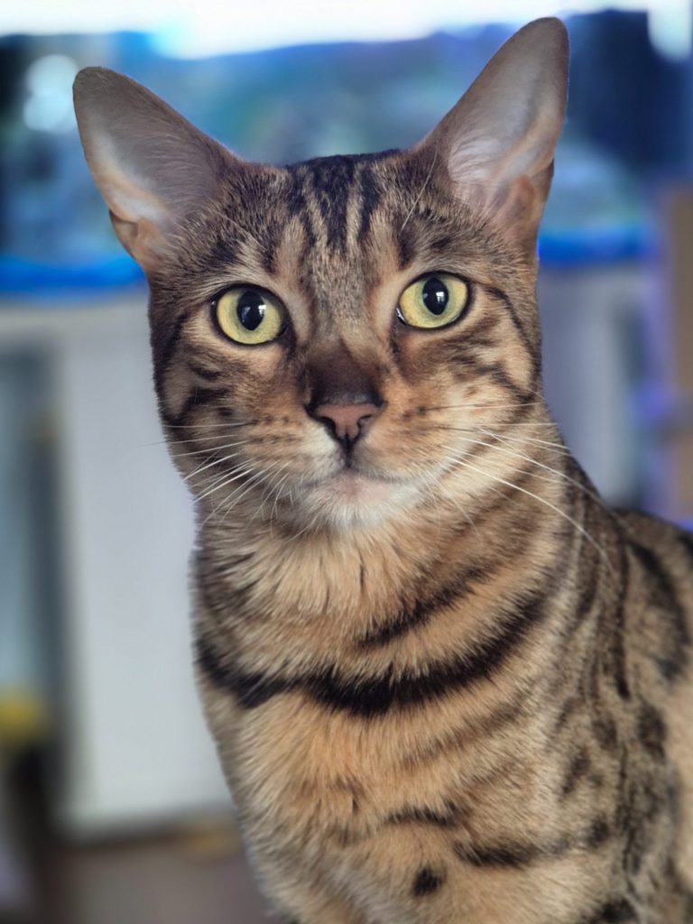 Close-up of a brown Bengal cat with large yellow eyes and distinct markings.